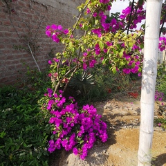 Bougainvillea glabra