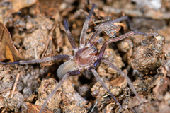 Socalchemmis miramar