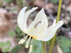 Erythronium citrinum
