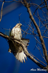 Buteo platypterus