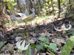 Erythronium citrinum