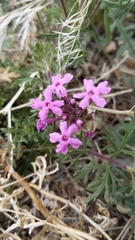 Glandularia pubera
