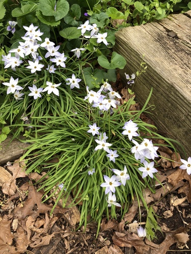 Ipheion uniflorum