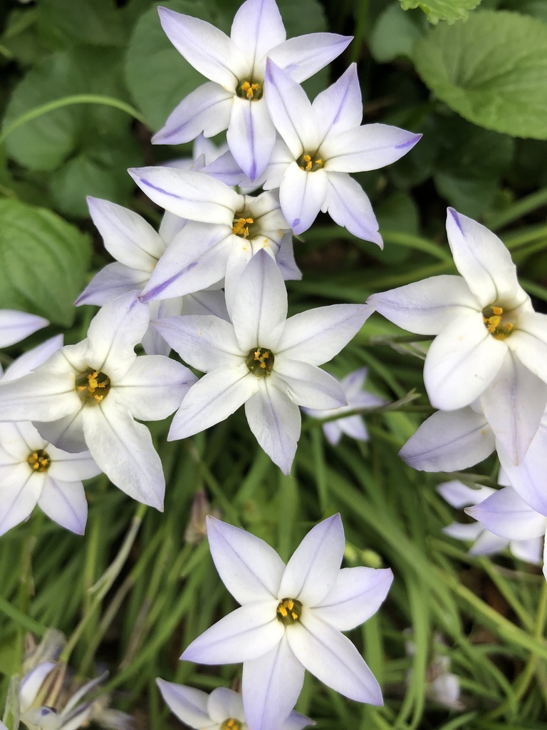 Ipheion uniflorum, Cabin John Regional Park, Bethesda, MD, US