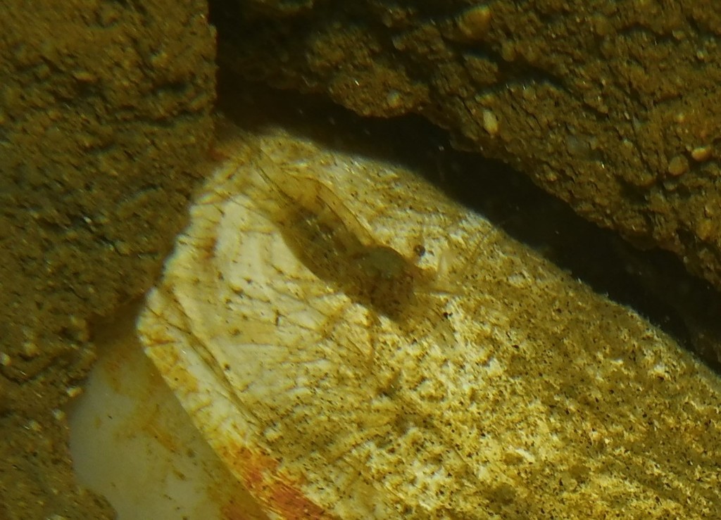 Palaemonella holmesi