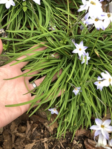 Ipheion uniflorum