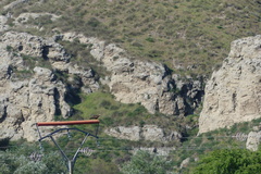 Milvus migrans