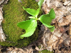 Trillium cernuum