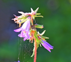 Campanula trachelium