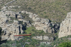 Milvus migrans