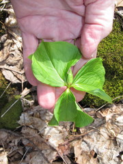 Trillium cernuum