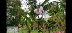 Brunfelsia grandiflora