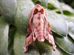 Phlogophora meticulosa