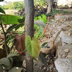 Philodendron hederaceum hederaceum