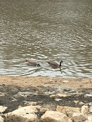 Branta canadensis