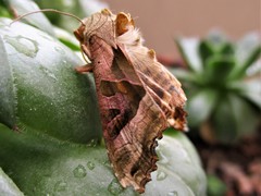 Phlogophora meticulosa