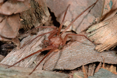 Socalchemmis kastoni