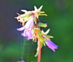 Campanula trachelium