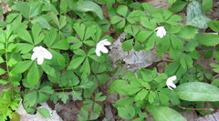 Anemonoides quinquefolia