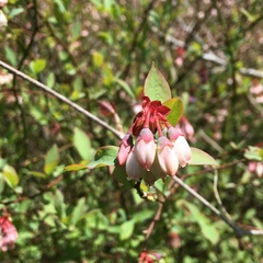 Vaccinium virgatum