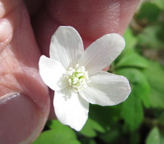 Anemonoides quinquefolia