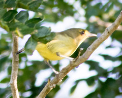 Vireo pallens
