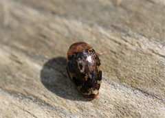 Laccophilus maculosus