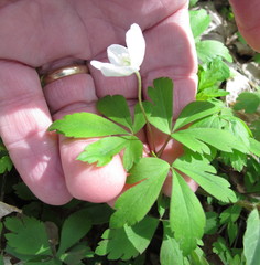 Anemonoides quinquefolia