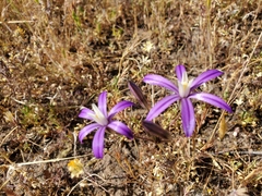 Brodiaea minor