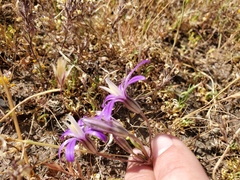 Brodiaea minor