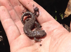 Hydromantes platycephalus