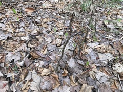 Lachnellula calyciformis