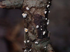 Lachnellula calyciformis