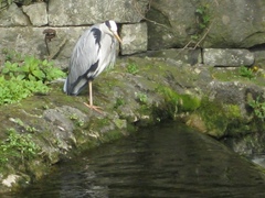 Ardea cinerea