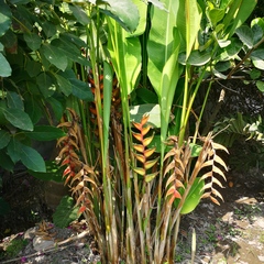 Heliconia bihai