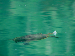 Trachemys hartwegi
