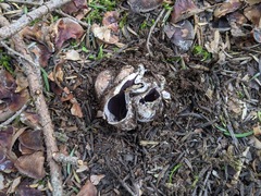 Sarcosphaera coronaria