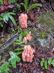 Ramaria samuelsii image