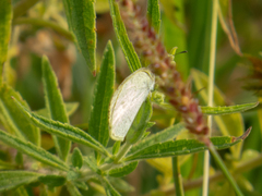 Eurema elathea flavescens