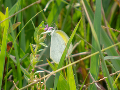 Eurema elathea flavescens