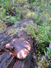 Laetiporus portentosus image