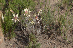 Pelargonium pinnatum