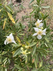 Carpenteria