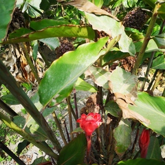 Etlingera elatior