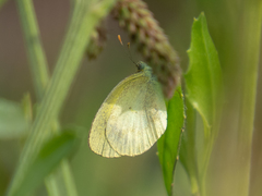 Eurema elathea flavescens