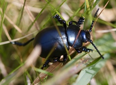 Timarcha tenebricosa