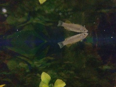 Aphaniops dispar