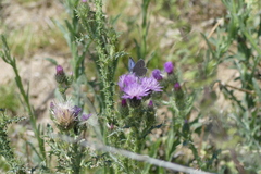 Polyommatini