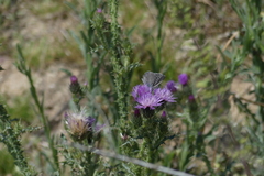 Polyommatini