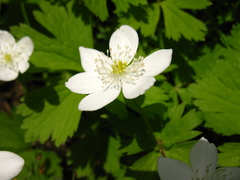 Anemonastrum baicalense